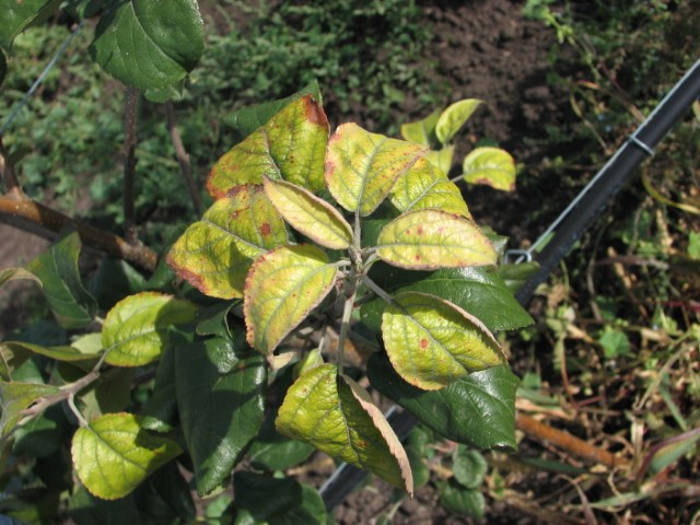 Iron deficiency in plants Haifa Group